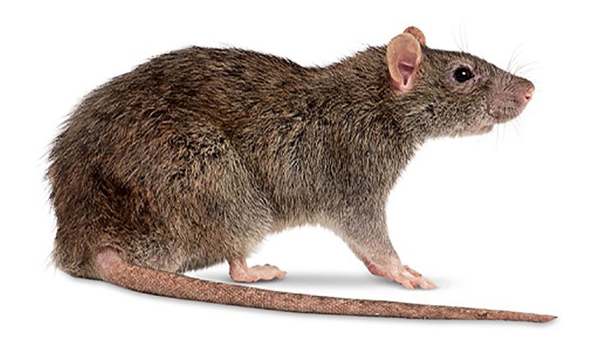 fare-ilaclama